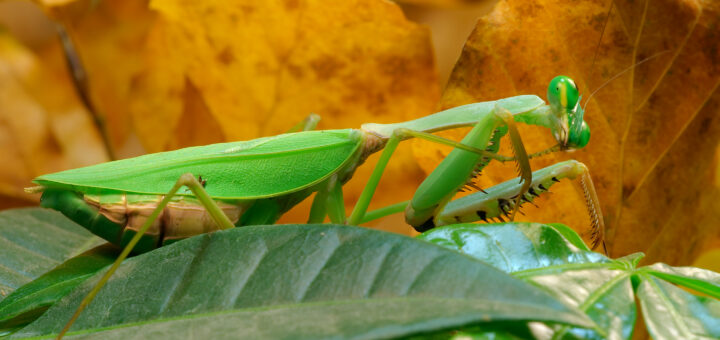 Rhombodera basalis 1 Luc Viatour